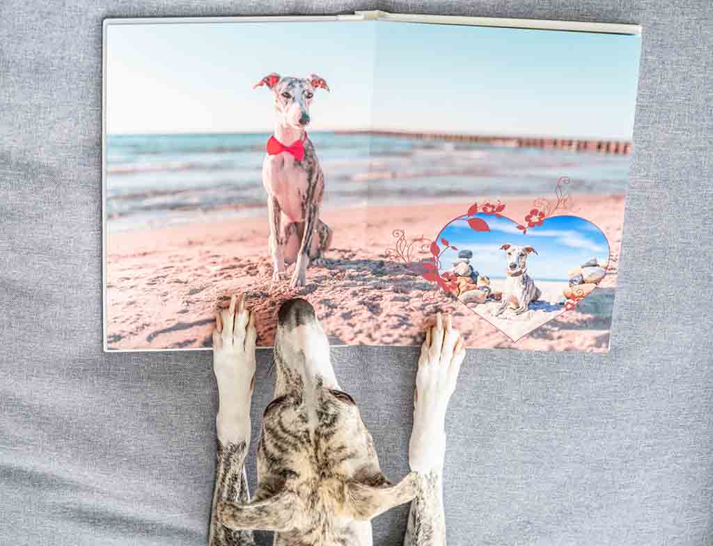 Dog Looking at Personalised Photobook with Pet Memories Dog looking at a custom photobook featuring photos of dogs and pet memories