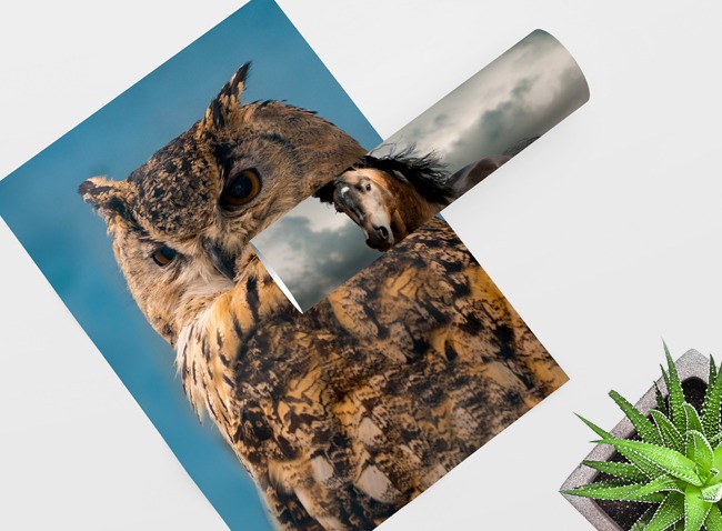 Large format photo print showing an owl, suitable for nature-themed home or office wall décor.