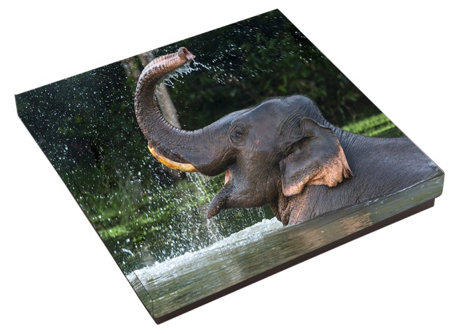 Personalised photo box printed with an elephant playing in water, designed for storing and presenting special printed photo memories.