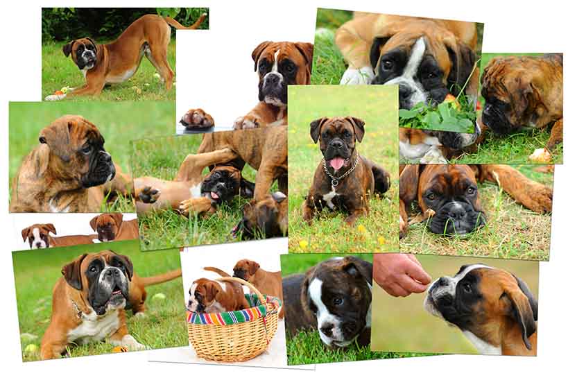 Collection of Dog Photos – Pet Memories and Special Moments Various photos of dogs capturing playful moments and pet memories